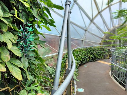 南館）ヒズイカズラ2026.3.13-2 (5).JPG