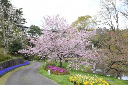 花の見どころ（花の谷2）.jpg