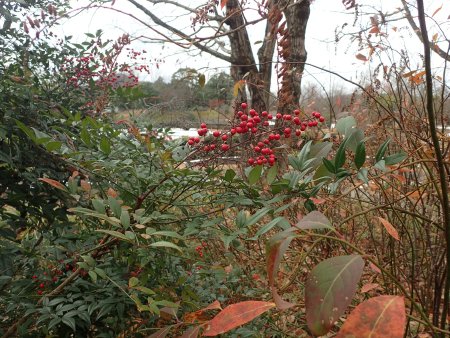 2025.12.31 (ナンテン29).JPG