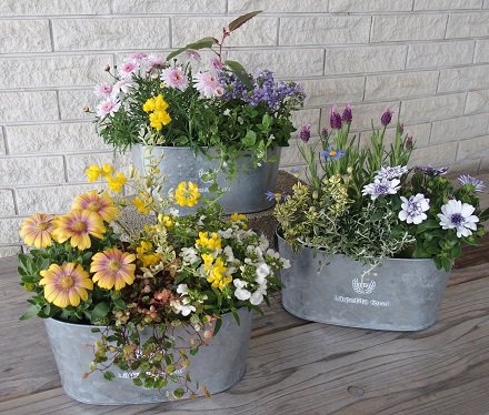 お手軽寄せ植え体験