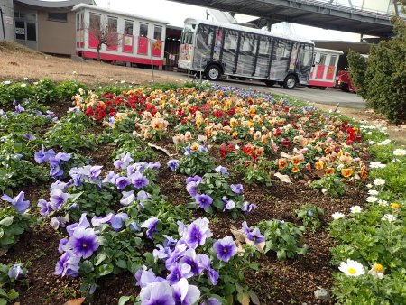 2025.12.23 (花壇10) (西館テラス花壇トレイン側12).JPG