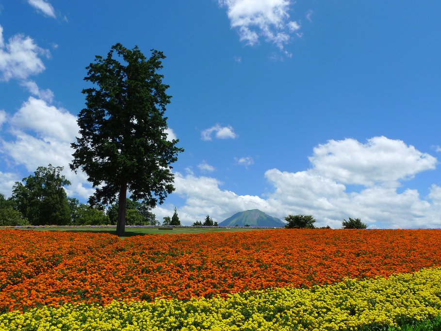 Tottori Prefctural Flower Park