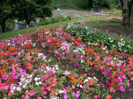 2026.6.24 (テラス前花壇水上花壇側5).jpg