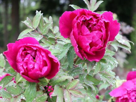 ボタン・花の丘奥4月22日（21）IMG_7068.jpg