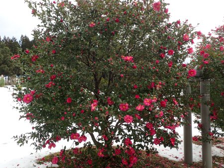 2025.12.29 (サザンカ赤) (22).JPG