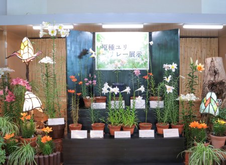 05★★★原種ユリのリレー展・東館6月7日2.JPG