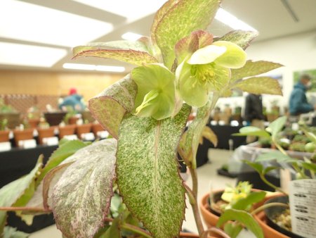 2026.2.6 (クリスマスローズ展) (カラーリーフコレクション22).JPG