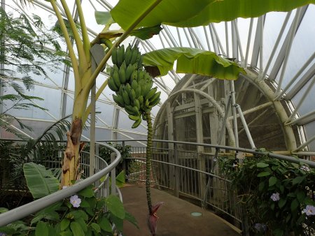 2026.1.10 (南館) (バナナ) (22).JPG