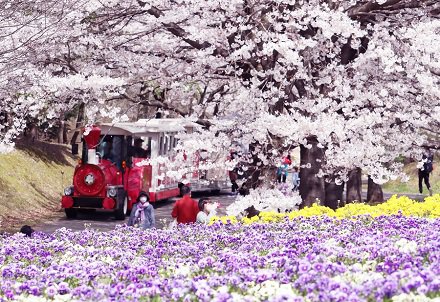 桜ウィーク