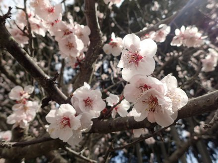 梅 3 23更新 とっとり花回廊