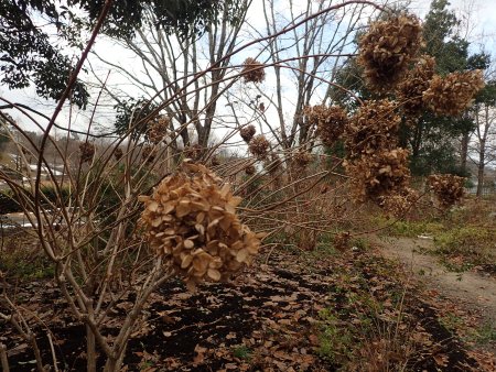 2025.12.31 (ノリウツギ28).JPG