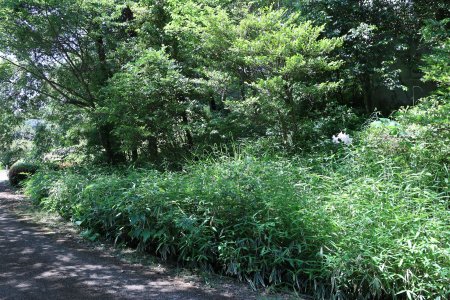 ユリ・ササユリ・レストラン下斜面5月30日（21）IMG_9102.JPG