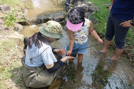 水辺の生き物観察会