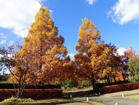 2025.11.11 (黄金メタセコイア38).JPG