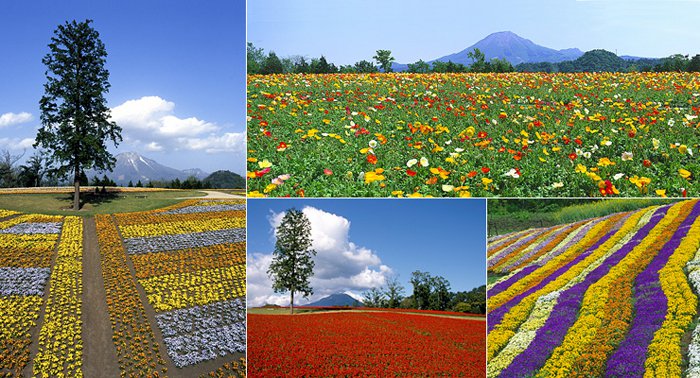 Flower Hillside