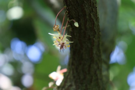カカオ花7.JPG