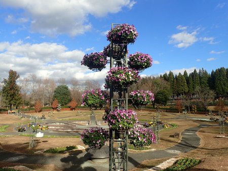 2025.12.9 (パンジーハンギングタワー34).JPG