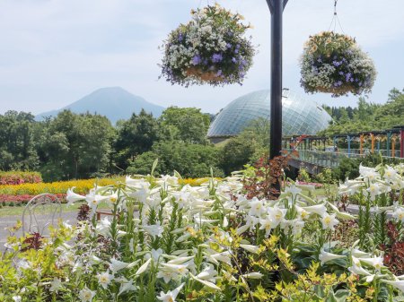 秘密の花園（ユリ）