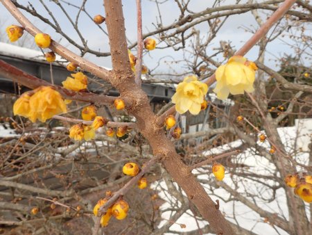 2026.1.28 (ロウバイ) (花の丘回廊側3).JPG