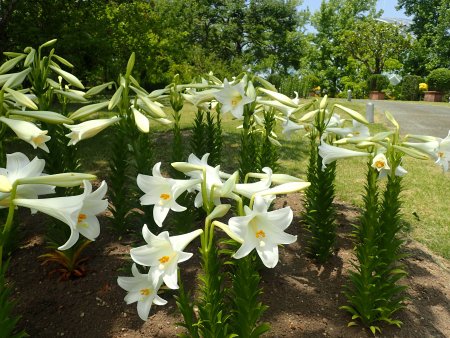 2025.6.7 (地植えユリ) (ひのもと3).JPG
