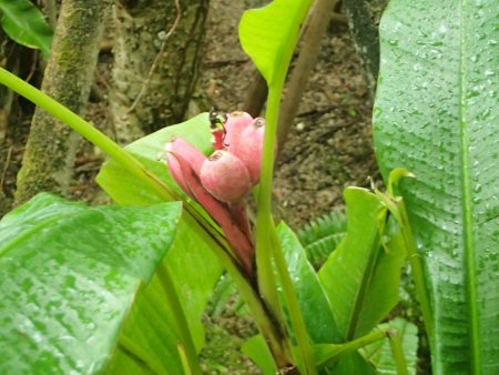 2025.12.14 (南館・ピンクバナナ121).JPG