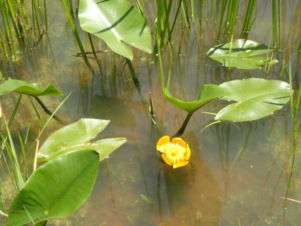 コウホネ とっとり花回廊