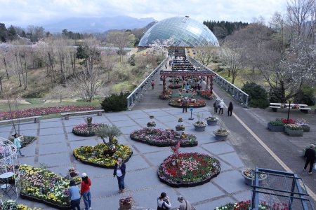 西館テラス4月5日（12）IMG_5277.JPG