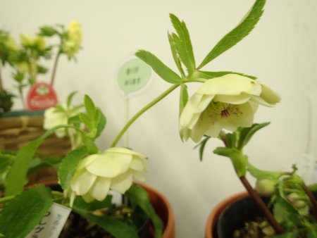 2026.2.6 (クリスマスローズ展) (香りのある品種26).JPG