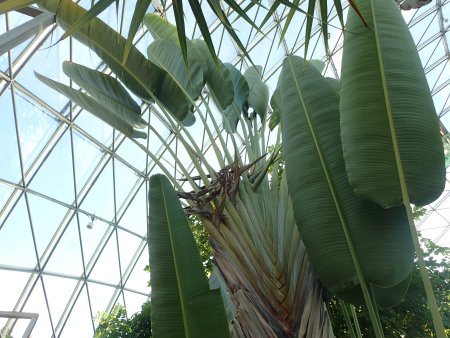 2025.10.24 (オウギバショウ15).JPG