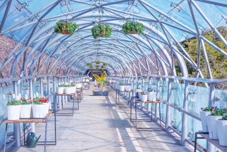 パンジー・ビオラ展遠景