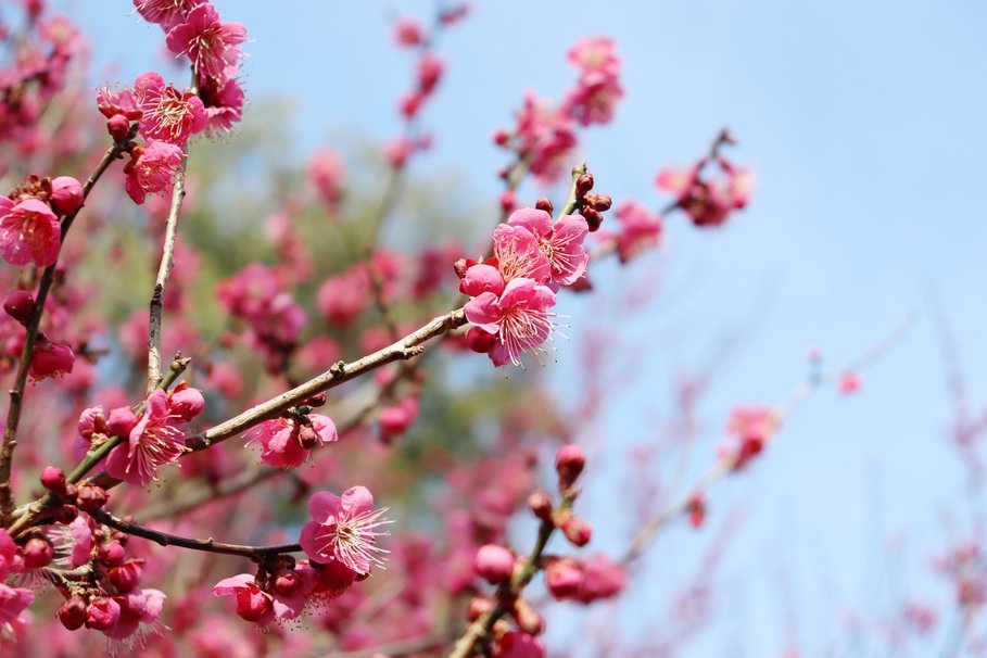 Tottori Prefctural Flower Park