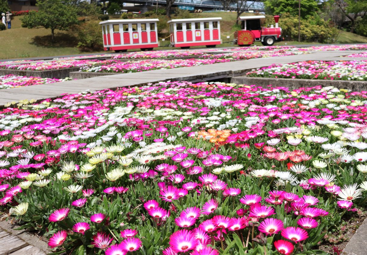 水上花壇リビングストンデイジー