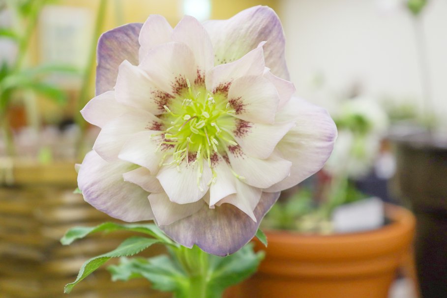 ピンクダブル スポット