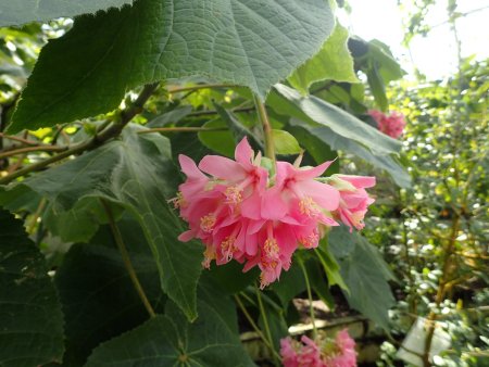 2026.2.13 (フラワードーム) (ドンベア3).JPG