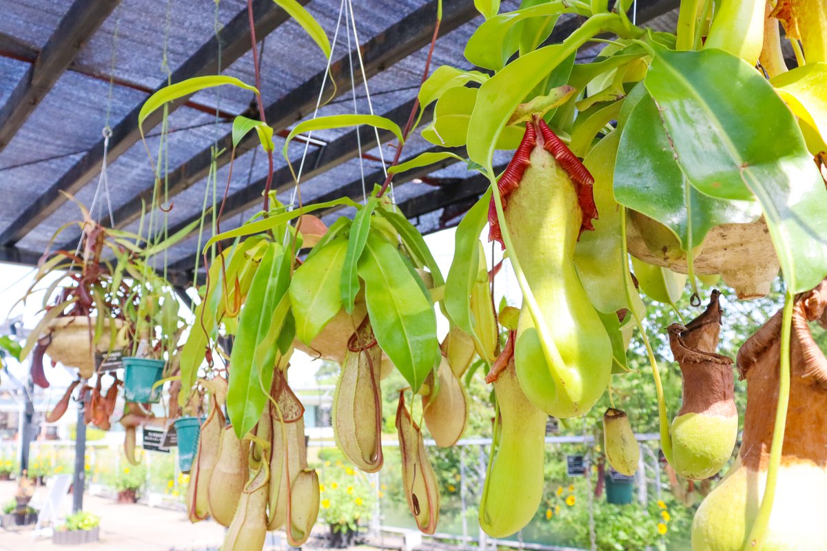 食虫植物展