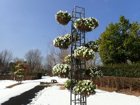 2026.2.13 (霧の庭園・パンジーハンギング) (12).JPG