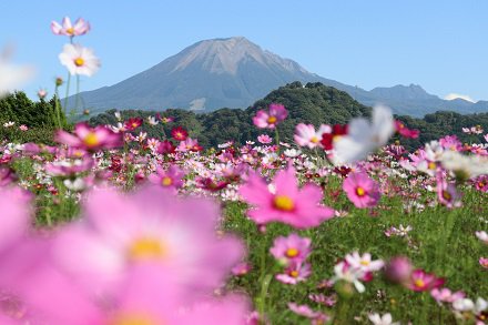 秘密の花園100万輪のコスモス畑
