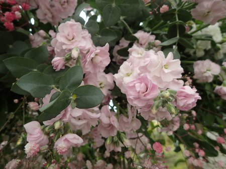 2025.11.13 (ストック花アップ7).JPG