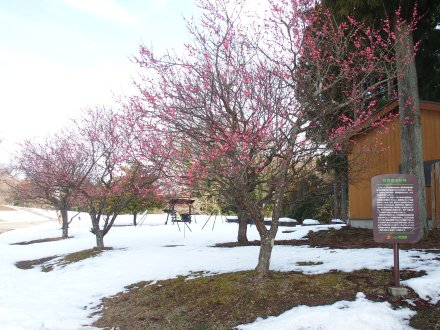 東館裏）紅梅2026.2.5 (1).JPG