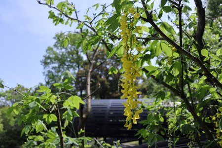 キングサリ・香りの広場5月2日（23）IMG_7251.JPG