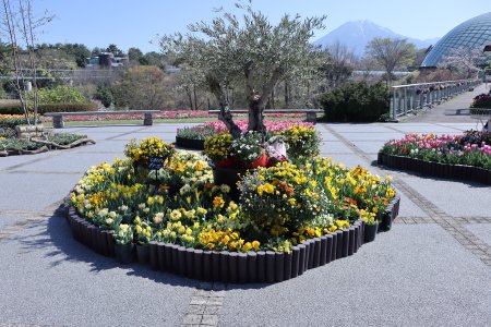 西館テラス4月8日（21）IMG_5469.JPG
