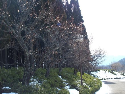 東館裏）白梅2026.2.5 (補正).JPG