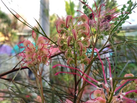 ドーム）グレビレア・エレガンス2025.12.15  (加工).JPG