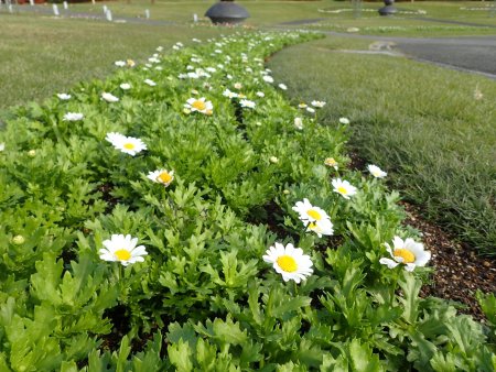 2025.11.11 (霧の庭園花壇) (クリサンセマム127).JPG