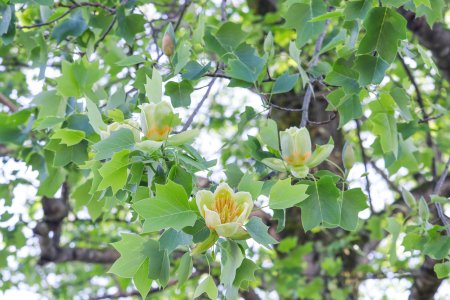ユリノキ・東館通り5月2日（22）.JPG