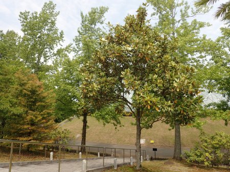 2025.6.2 (タイサンボク) (霧の庭園1).JPG