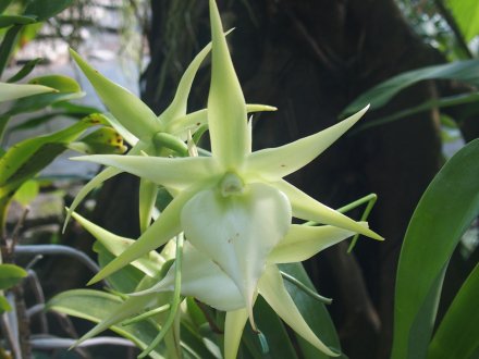 南館）アングレカム2026.1.29 (1).JPG