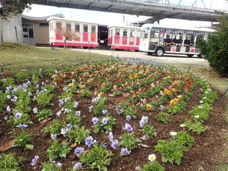 2025.11.12 (トレイン前花壇パンジー2).JPG