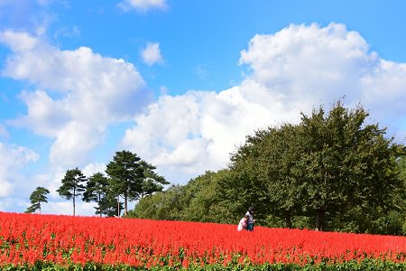 花の丘サルビア・スプレンデンス