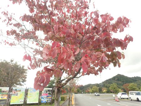 2025.10.15 (木の実) (ハナミズキ紅葉21).JPG